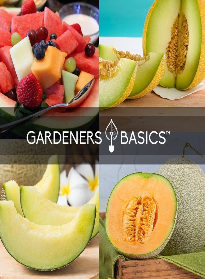 Gardeners Basics أساسيات البستانيين، بذور فاكهة البطيخ لزراعة الحديقة المنزلية، 5 عبوات متنوعة - شمام هيلز بيست، بطيخ أحمر حلو، شمام أصفر كناري، شمام أخضر، بطيخ سكر بيبي - Image 4